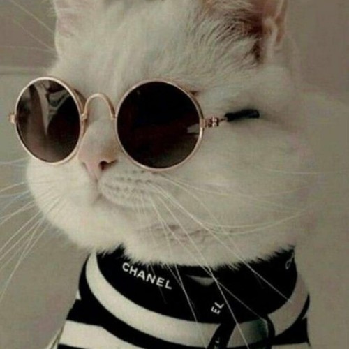 Bơ bất tỉnh🥑's avatar